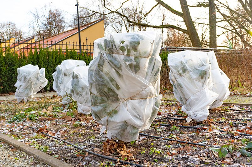 Plant & Shrub Winter Protection