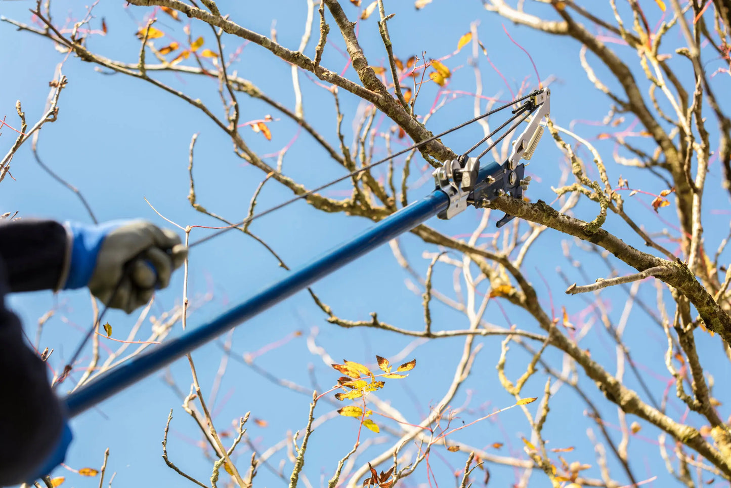 Dormant Pruning Service