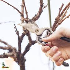 Dormant Pruning Service