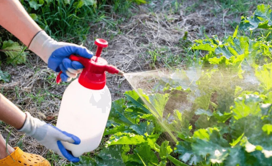 Garden Pest Control & Prevention