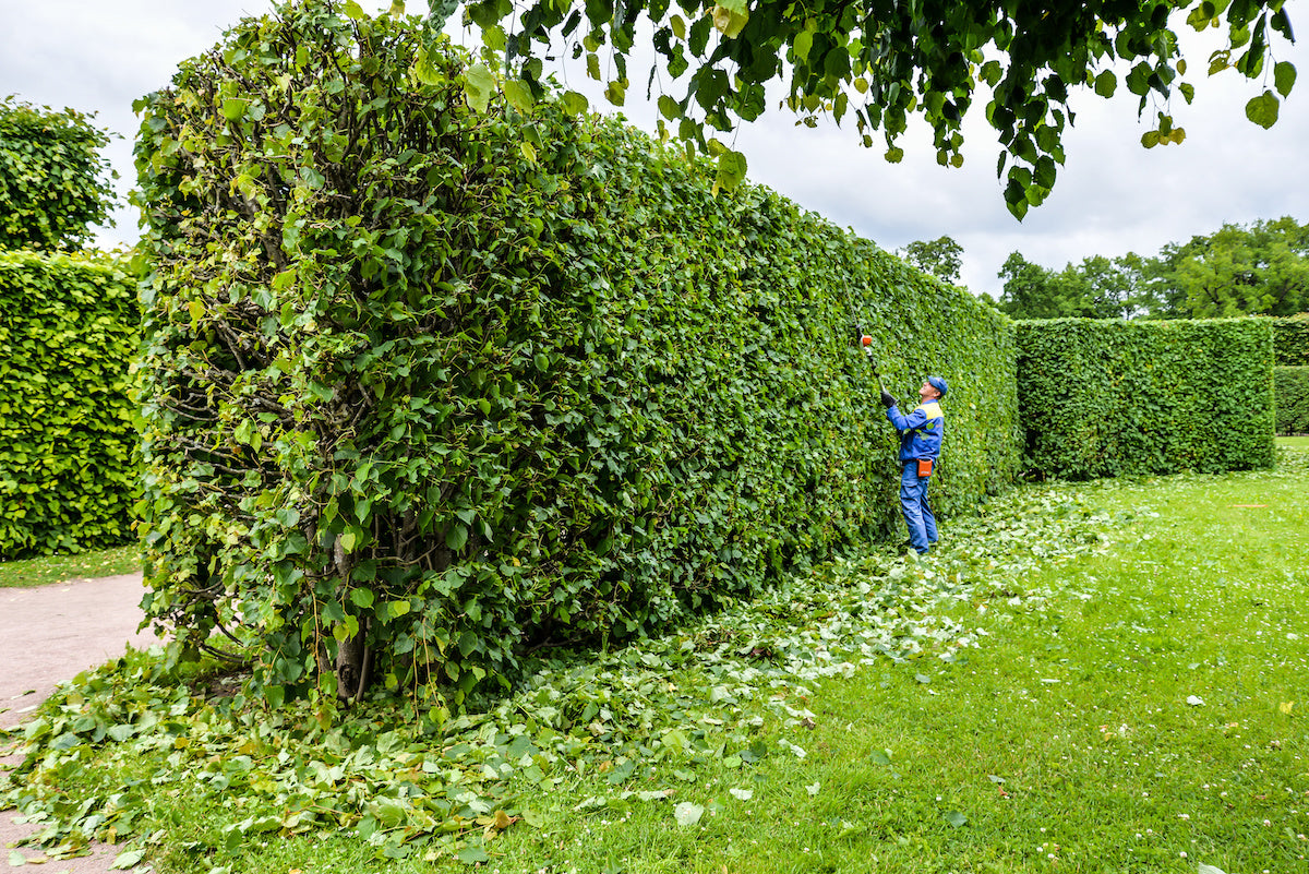 Hedge Trimming & Shrub Shaping