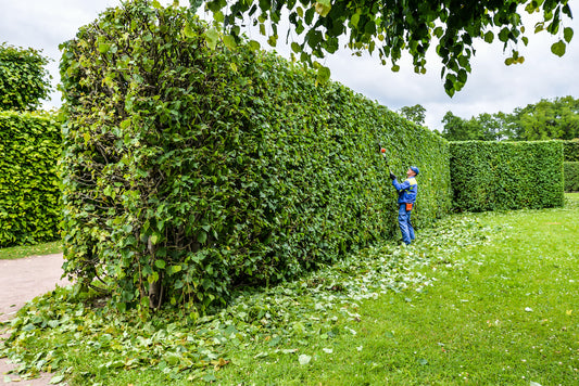 Hedge Trimming & Shrub Shaping