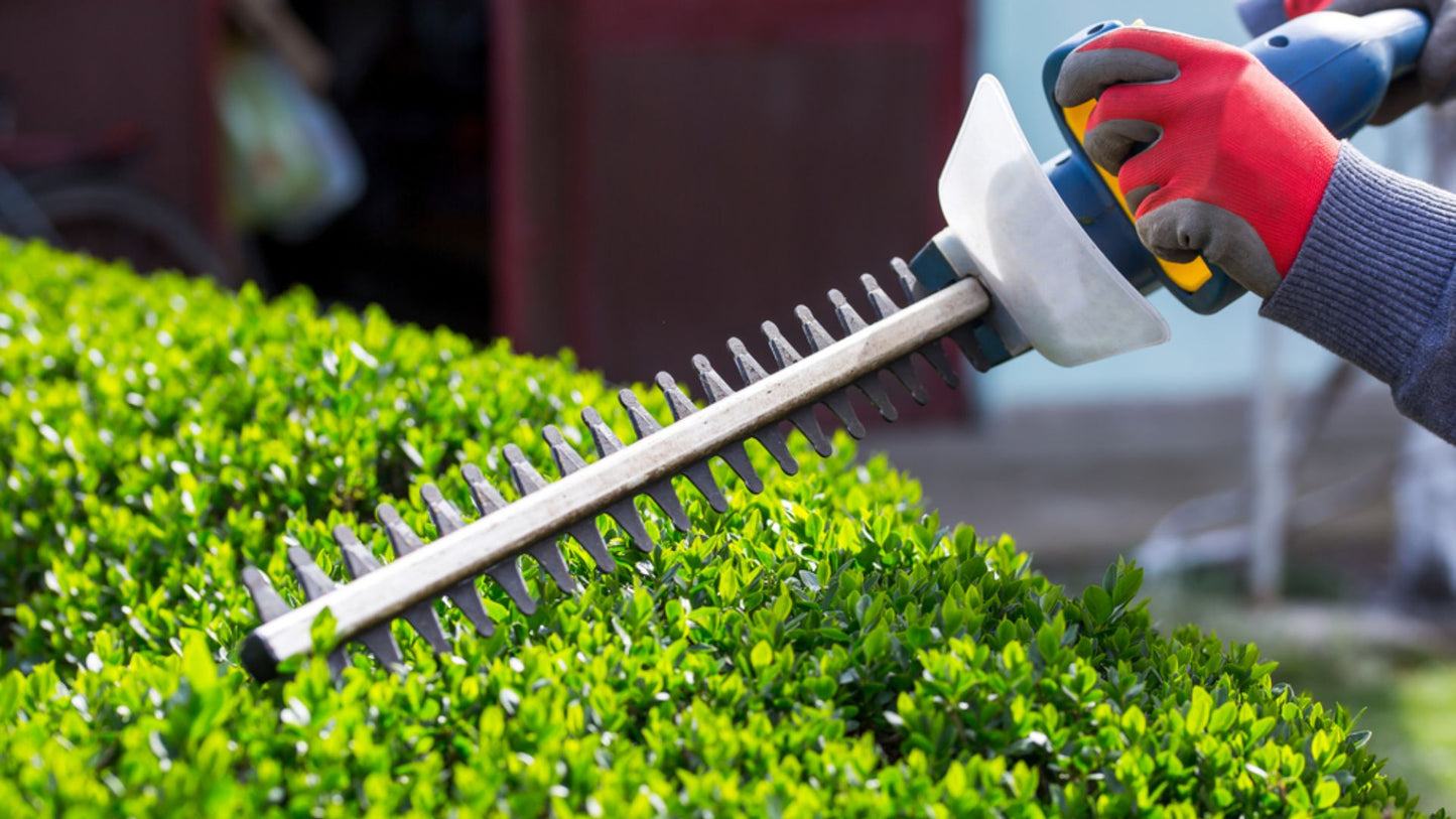 Hedge Trimming & Shrub Shaping
