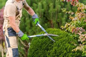 Hedge Trimming & Shrub Shaping