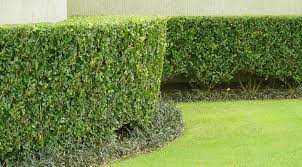 Hedge Trimming & Shrub Shaping