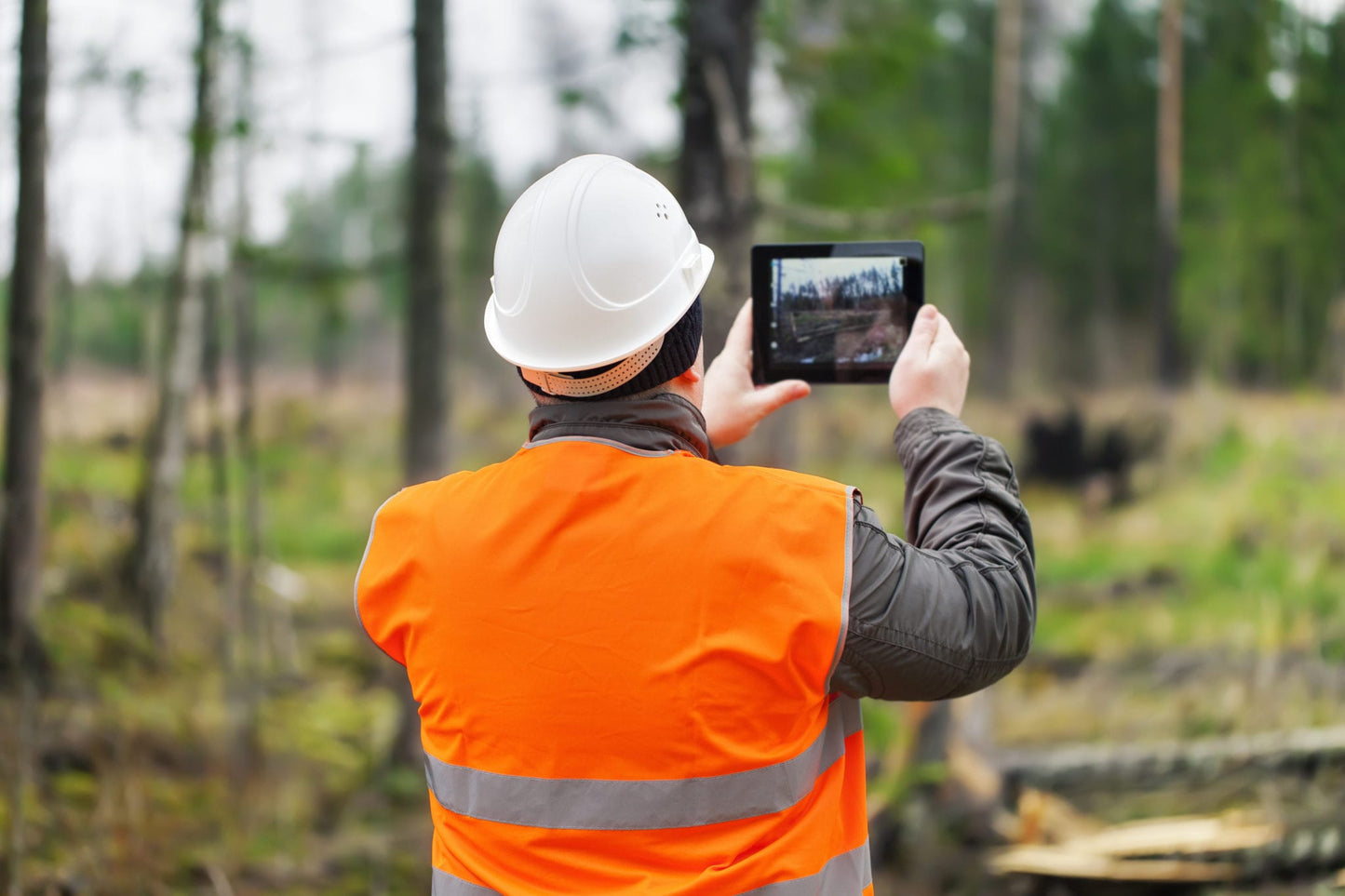 Tree Pruning & Health Inspection